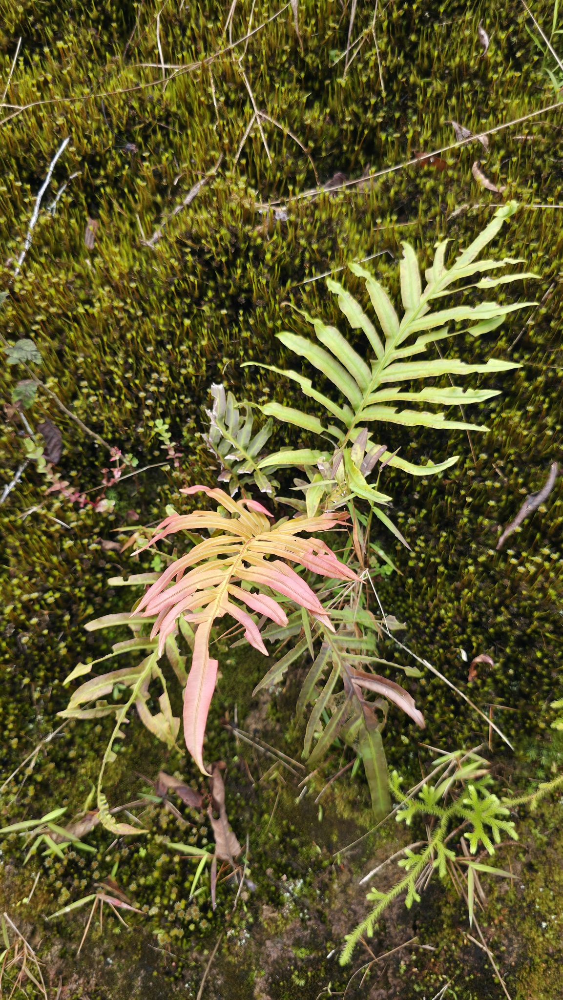 Blechnopsis orientalis (Blechnopsis orientalis)