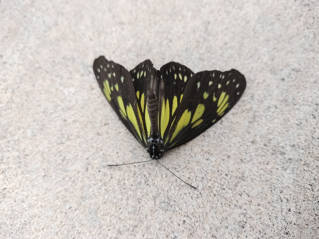 Parantica cleona (Parantica cleona)