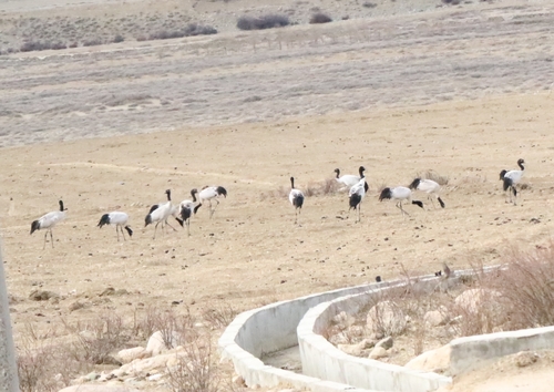 Black-necked Crane