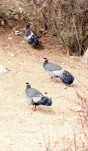 Tibetan Eared-Pheasant