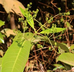 Anodendron parviflorum