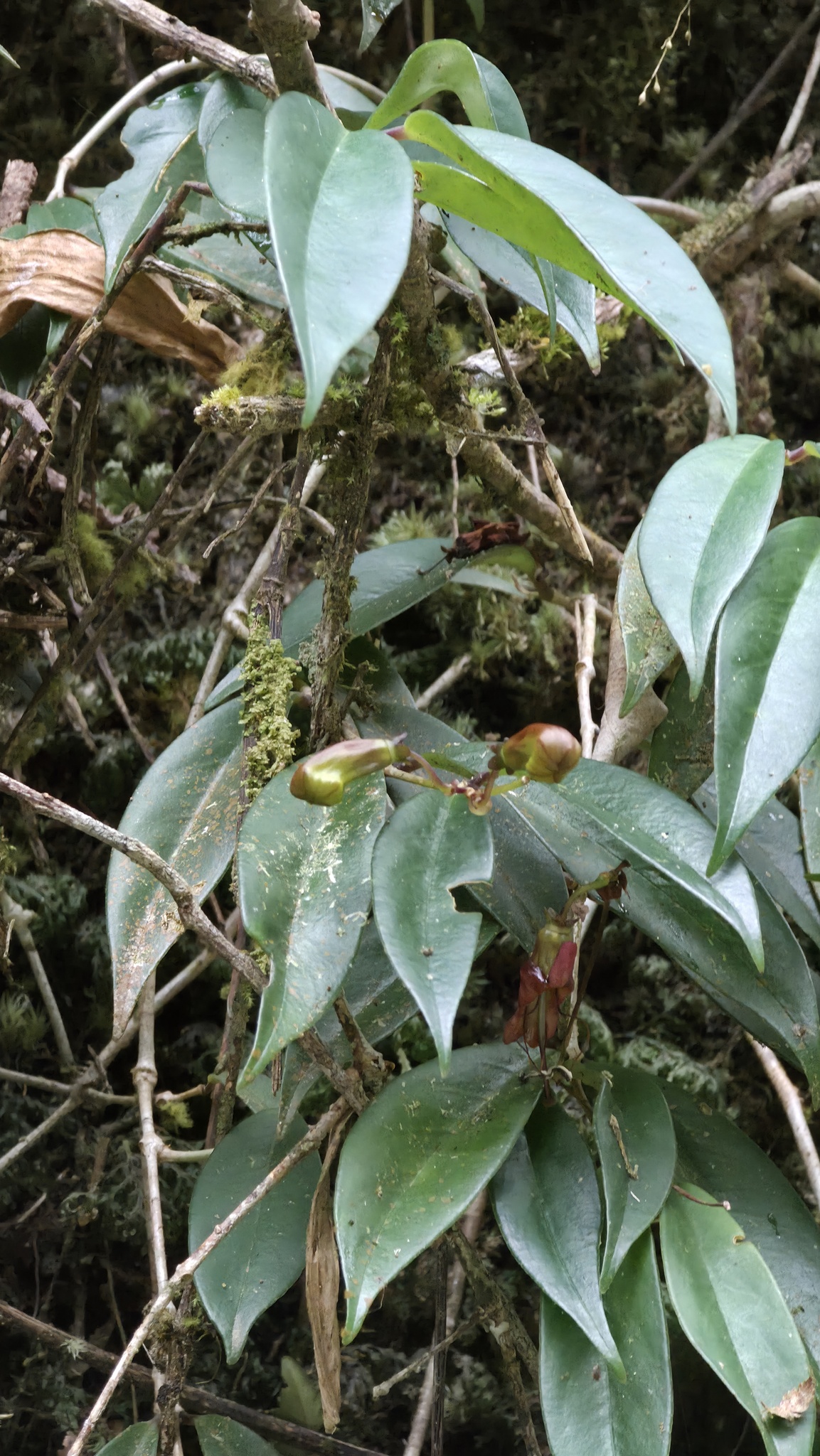 Má đào nhọn (Aeschynanthus acuminatus)