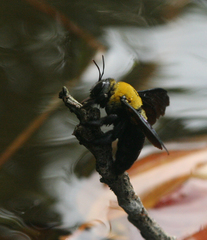 Xylocopa minor