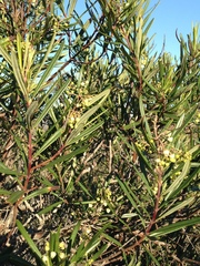 Ornithostaphylos oppositifolia