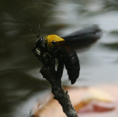 Xylocopa minor