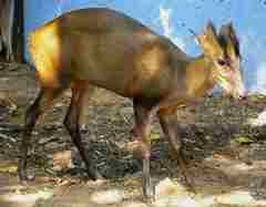 Fea's Muntjac photo 2