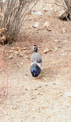 Tibetan Eared Pheasant (Crossoptilon harmani), photo 10
