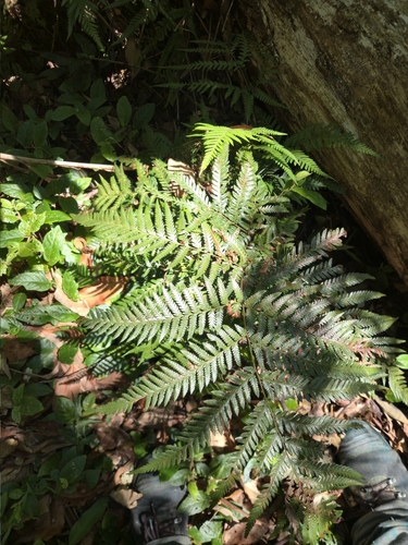 Lastreopsis marginans, 2026-02-20