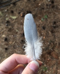 Columba livia domestica