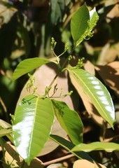 Anodendron parviflorum