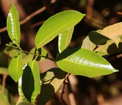 Anodendron parviflorum