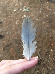 Streptopelia decaocto