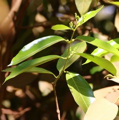 Anodendron parviflorum