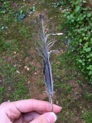 Streptopelia decaocto