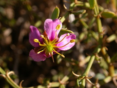 Fagonia harpago