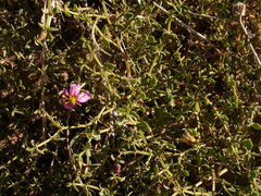 Fagonia harpago