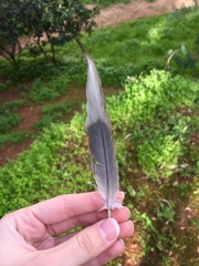 Streptopelia decaocto