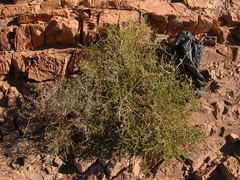 Fagonia harpago