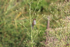 Thamnophilus ruficapillus