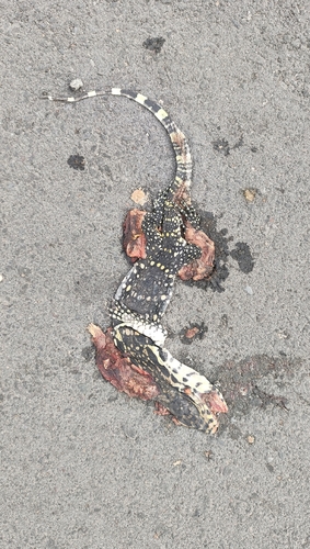 Varanus salvator