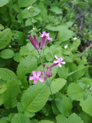 Silene aegyptiaca