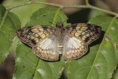 Erynnini