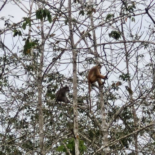 Macaca fascicularis