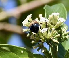 Copestylum abdominale