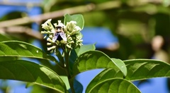 Copestylum abdominale