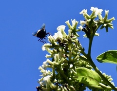Copestylum abdominale