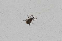 Marshallius bonelli