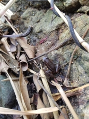 Colostethus ruthveni