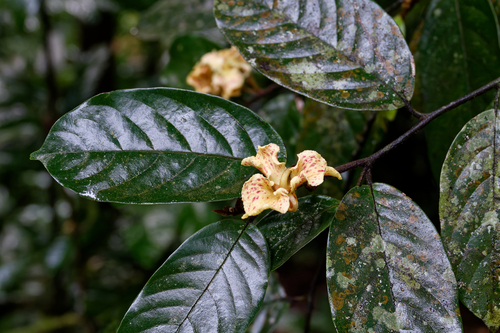 Mitrephora observed 2026-02-25