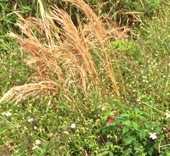 Danaus gilippus