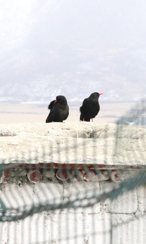 Red-billed Chough