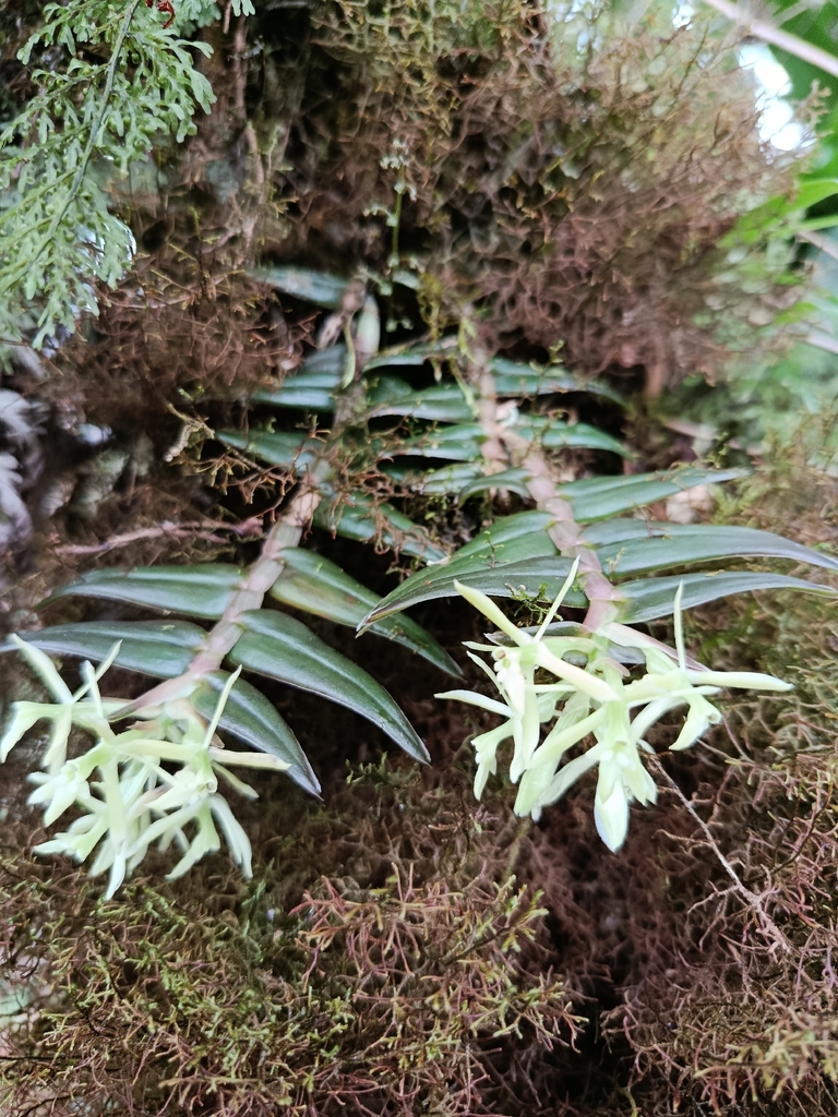 Epidendrum madsenii Hágsater & Dodson 2