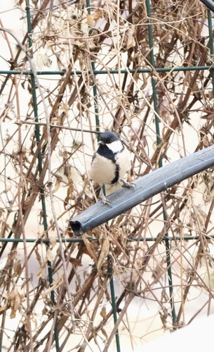 Asian Tit