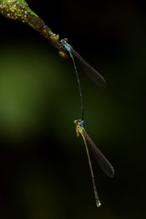 Nesobasis angulicollis