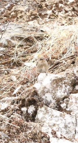White-throated Redstart