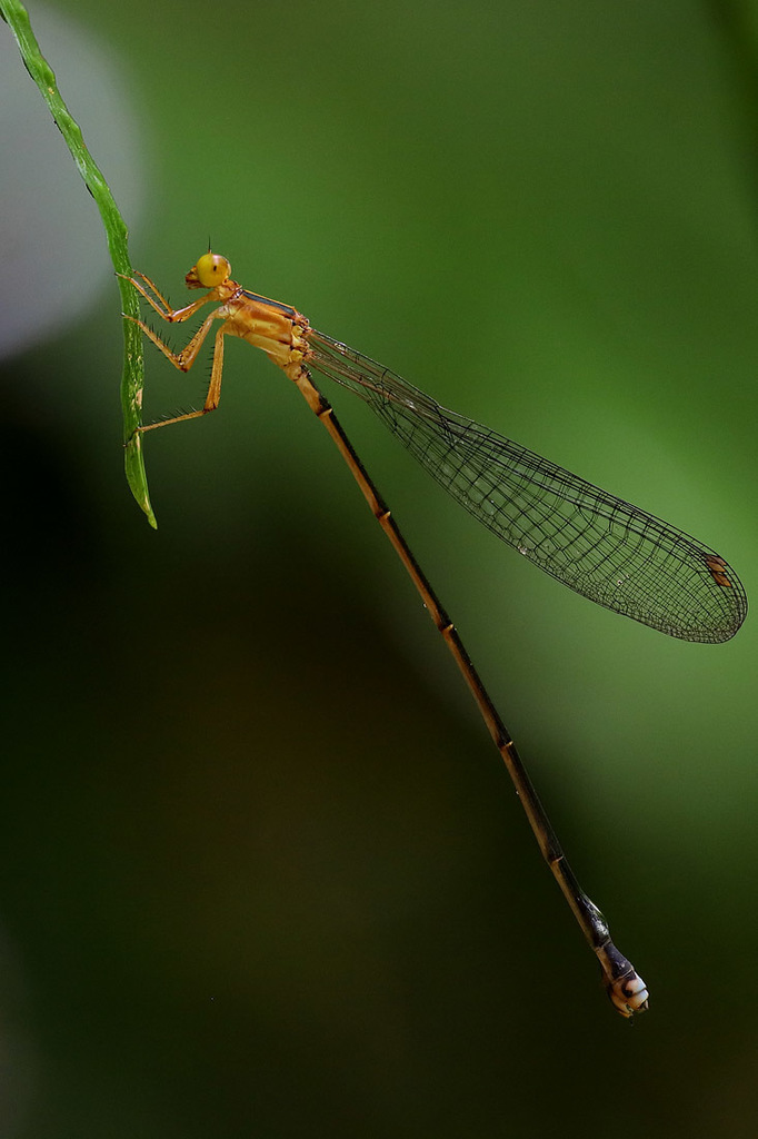 Nesobasis ingens