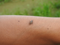 Psorophora holmbergi