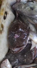 Lophiomus setigerus