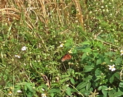 Danaus gilippus