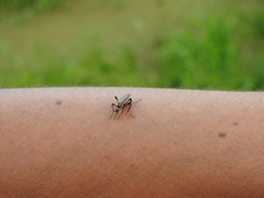 Psorophora holmbergi