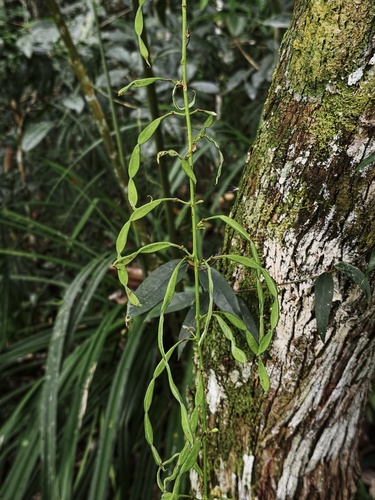 Hanslia ormocarpoides observed 2026-02-21