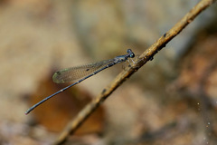 Melanesobasis flavilabris