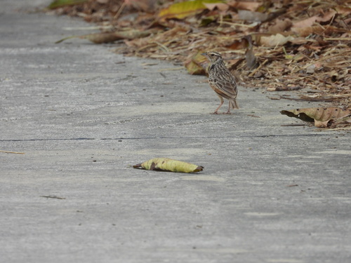 Indochinese Bush Lark (Plocealauda erythrocephala), photo 6