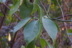 Neoalsomitra clavigera