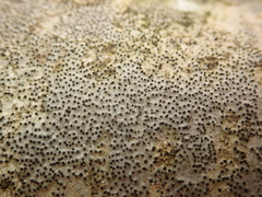 Quaternaria quaternata