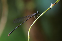 Melanesobasis flavilabris